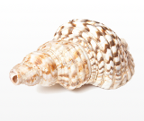 conch_shell3.png